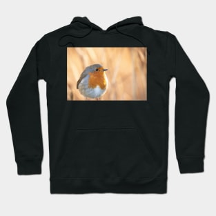 Robin redbreast in gold Hoodie